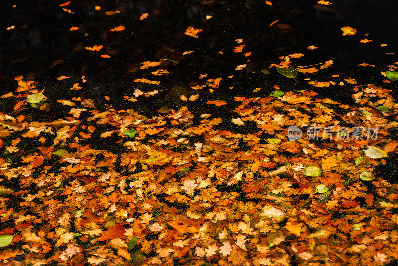 漂浮在水面上的落叶。诺福克
