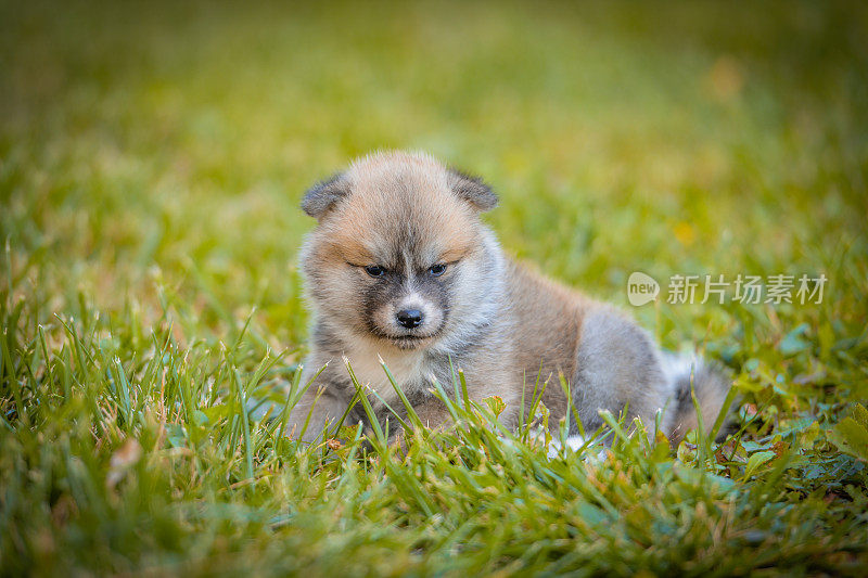 秋天的一天，年轻美丽的秋田犬在户外