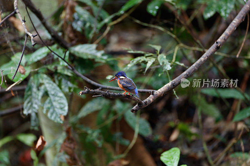 翠鸟:成年雌性蓝耳翠鸟。