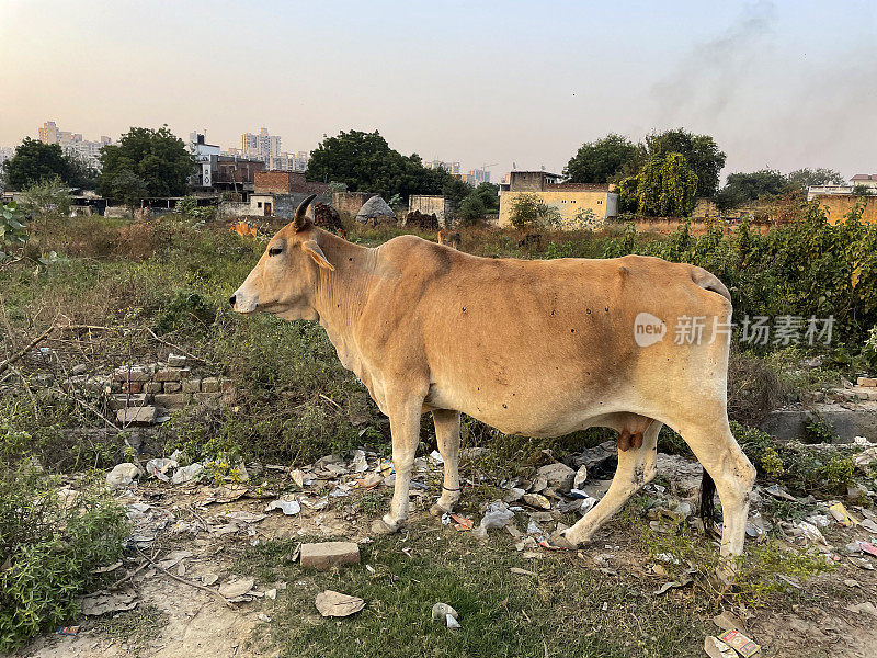 特写图像的印度野生圣牛在荒地上覆盖苍蝇倾倒垃圾，在垃圾中拾荒，集中在前景