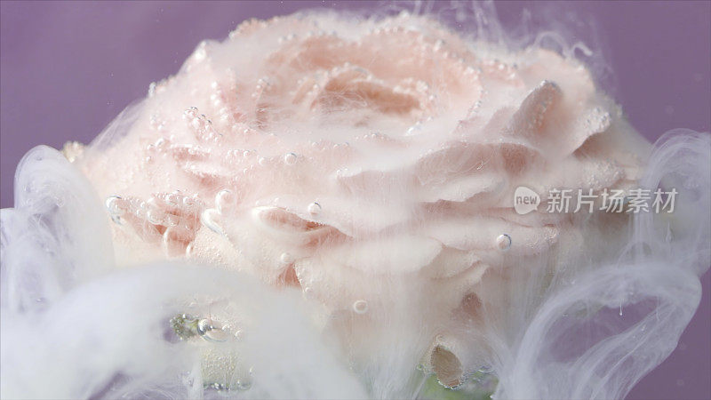 一朵粉红色玫瑰的活花，放置在水下，用液体墨水慢慢扩散和落下。资料片。花卉艺术的概念。