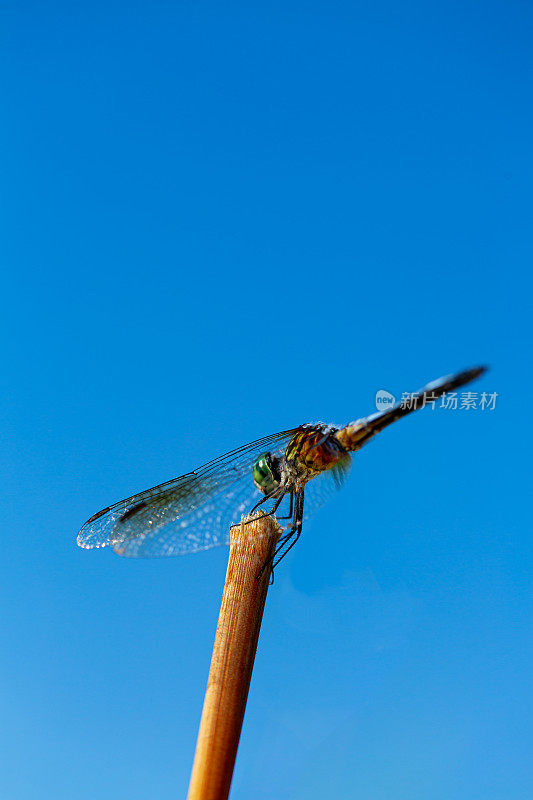 蜻蜓在香蒲蓝色的天空