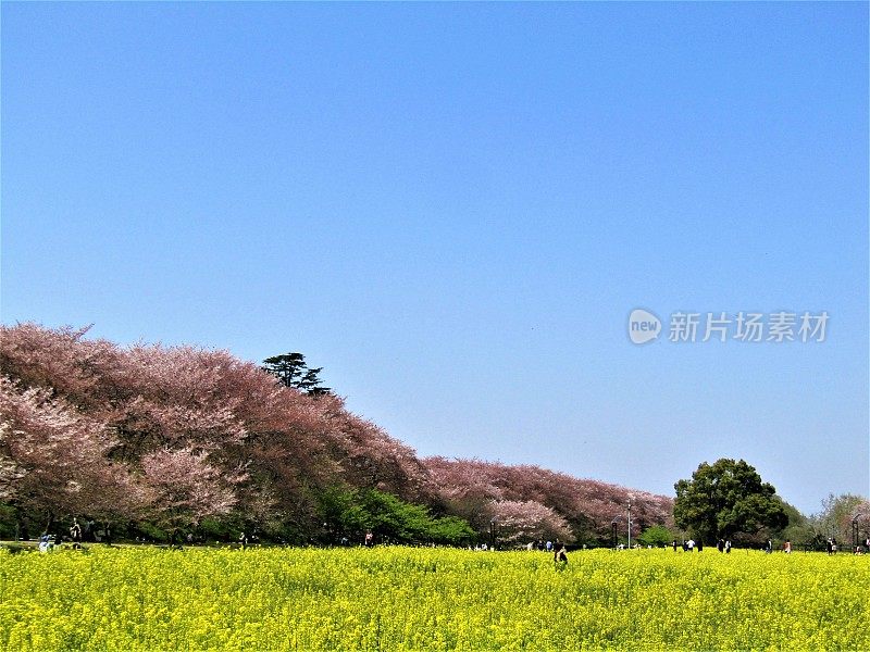 日本。四月初。油菜花田，樱花公园。