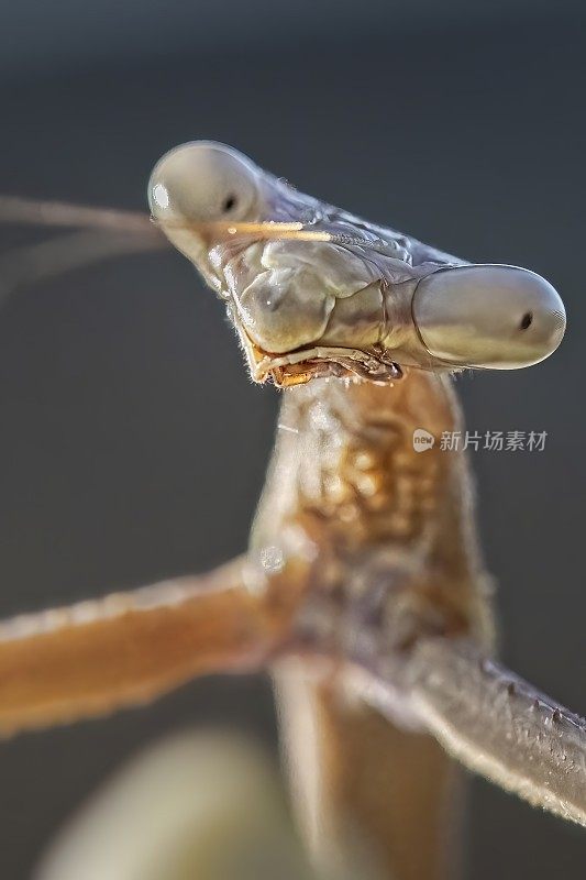 竹节虫(phasmatoia)