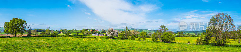 绿色的牧场，农场，田园诗般的乡村景观，夏日的乡村