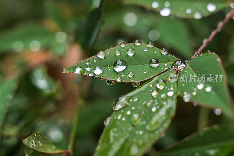 雨季绿叶上的雨滴