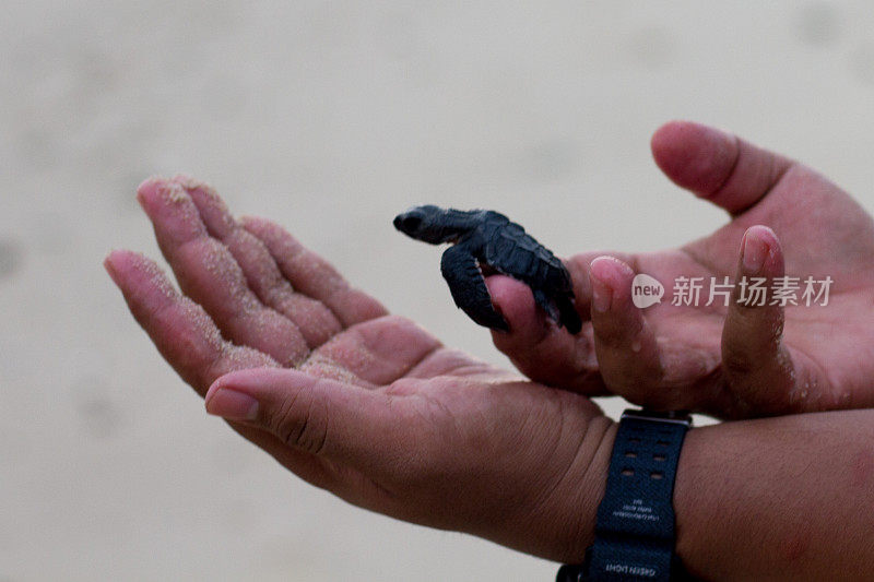 把小海龟放生到亚齐海。