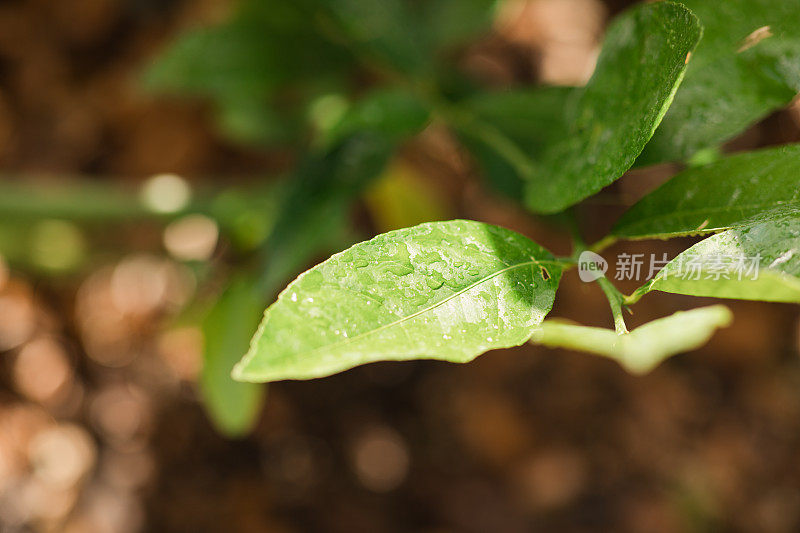 一棵小柠檬树的叶子生长在南佛罗里达的地面上