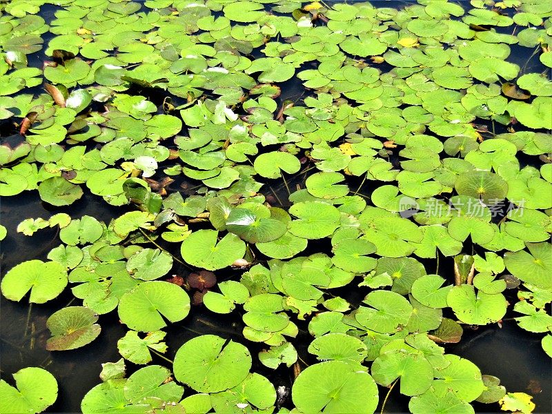 池塘表面长满睡莲。