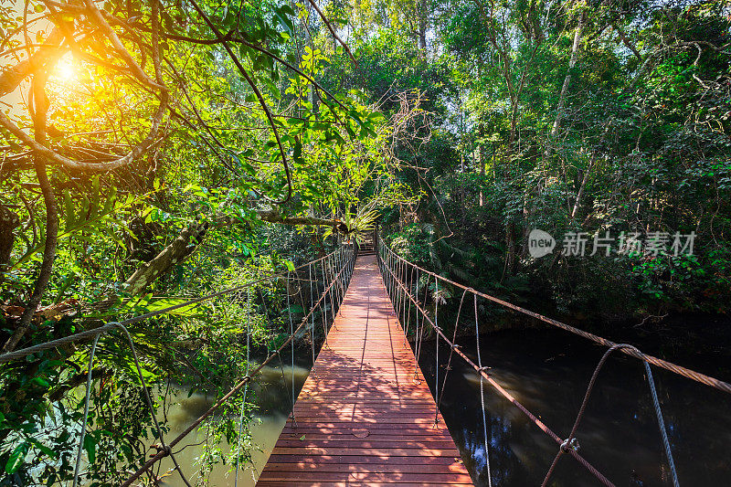 徒步旅行-女人在雨林吊桥上