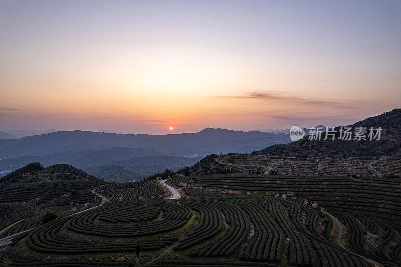 夕阳下的山间茶园