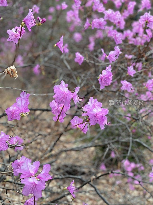 杜鹃花在韩国首尔盛开