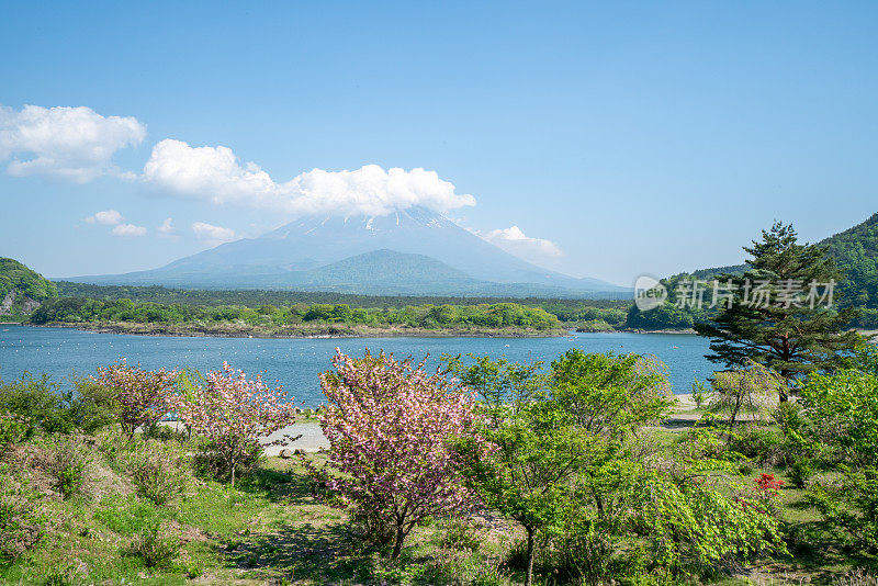 春天的富士山