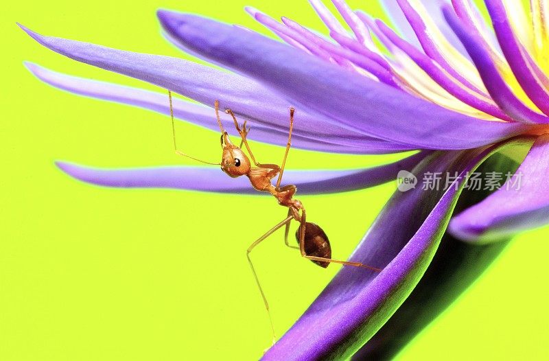 蚂蚁攀爬睡莲的花瓣和花粉的绿色背景。