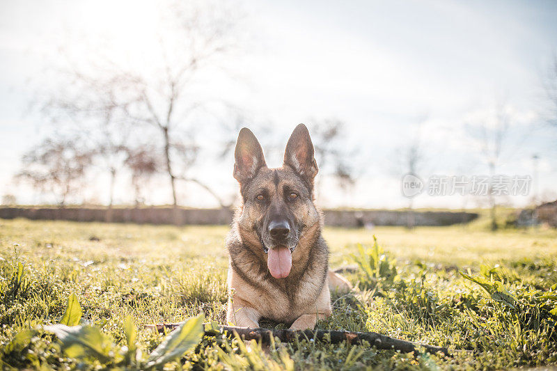 一只美丽的德国牧羊犬躺在草地上，嘴巴张着，舌头伸出来