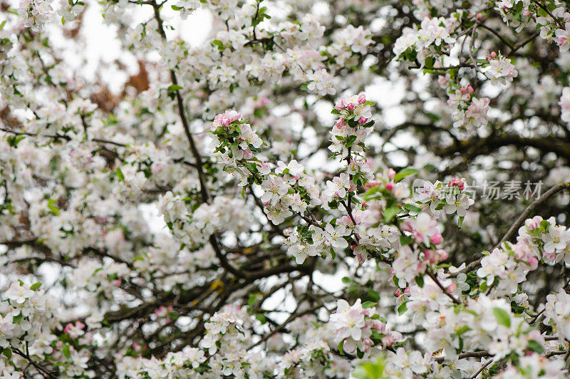 春天苹果树花白