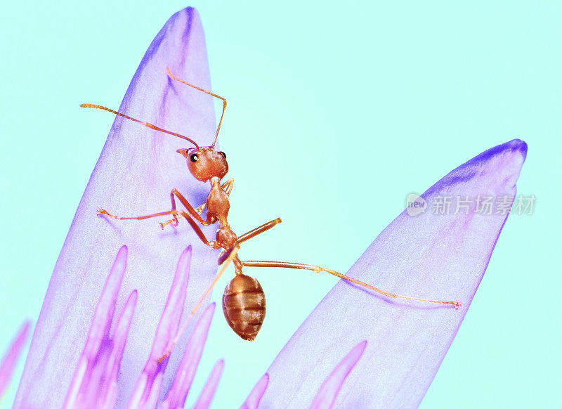 蚂蚁爬莲花睡莲花——动物行为。