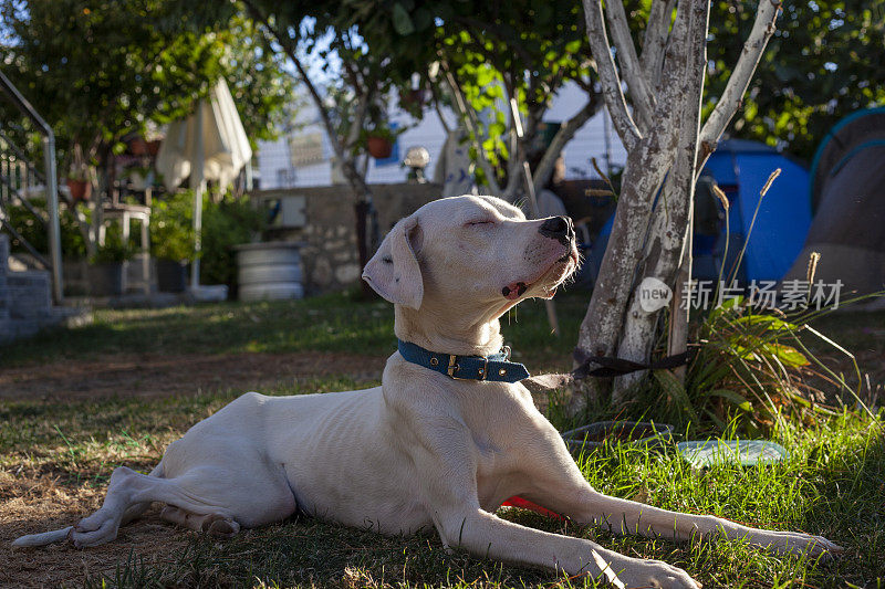 阿根廷杜高狗正在晒日光浴。