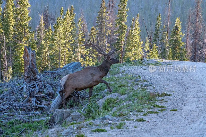 在美国科罗拉多州落基山国家公园北部的高海拔森林里，公麋鹿穿过土路