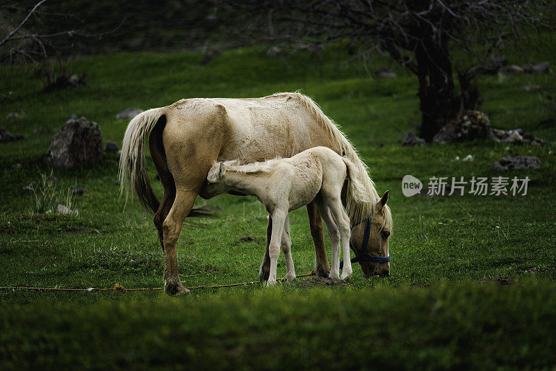 马的幼崽在吮吸乳汁时被拍了下来。