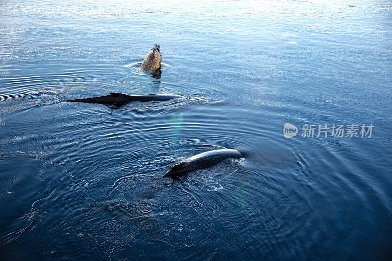 座头鲸间谍跳，两游