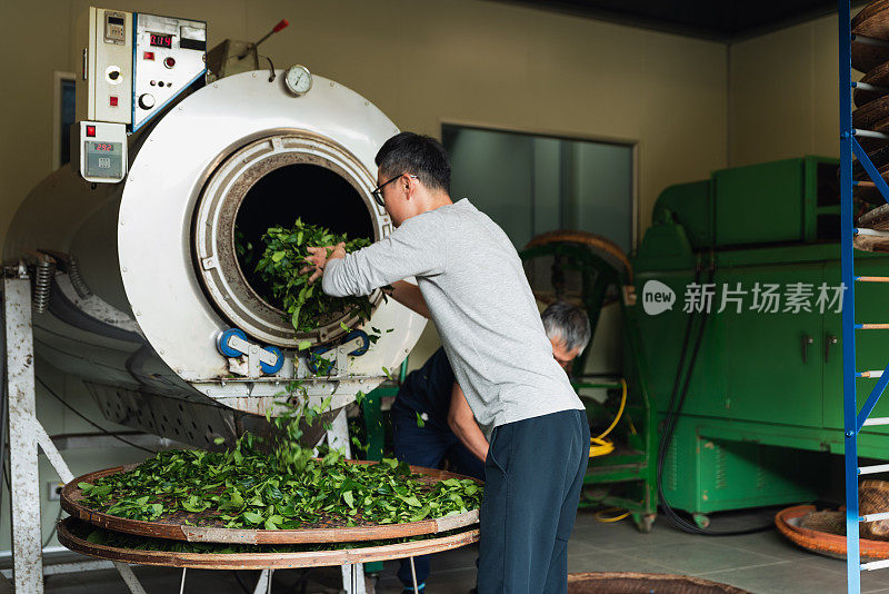 捕捉宁静的氛围，一个茶厂与茶师傅热干燥茶