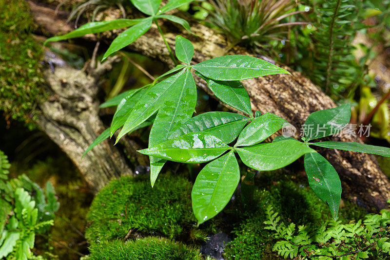 热带植物和苔藓植物