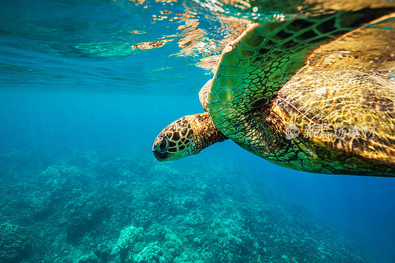 从水下看，在海洋表面附近游泳的绿海龟