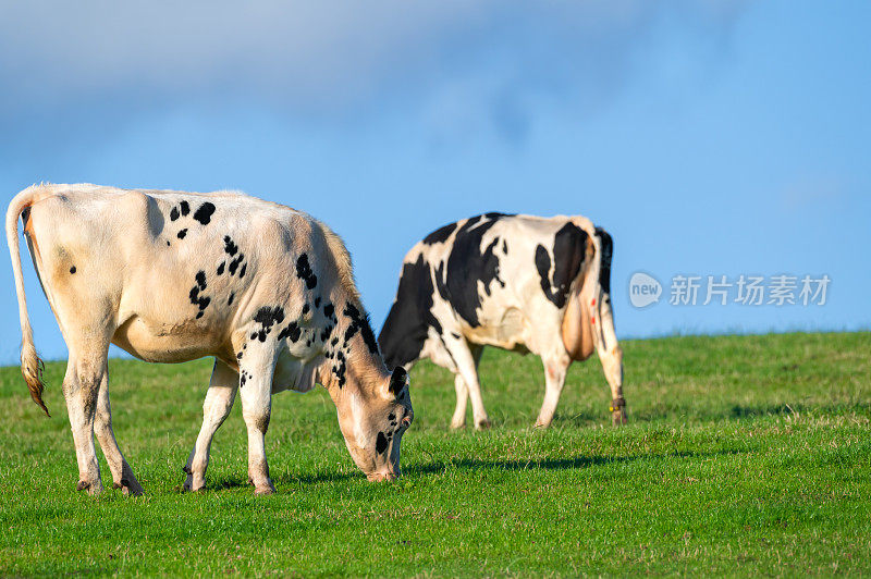 两头荷斯坦奶牛在牧场上吃草