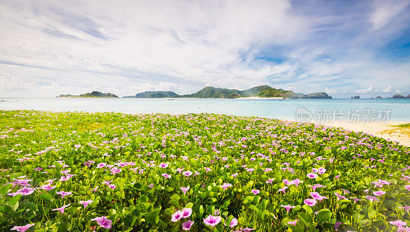 冲绳扎美岛原始海滩上野生的紫色花朵