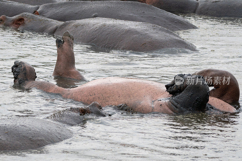 河马趴着，露出腿和肚子，头在水下。塞伦盖蒂国家公园