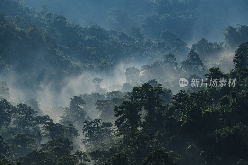 亚洲热带雨林景观，室外丛林绿色森林公园树冠，自然环境山景，度假水疗、瑜伽、静修的自由放松概念