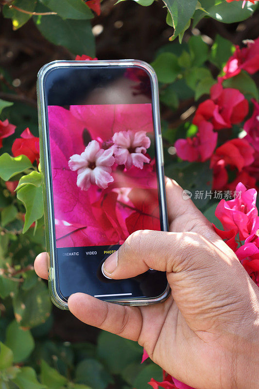 特写图片，无法辨认的人用智能手机拍摄热带粉红色三角梅花苞片，黄色的花朵和郁郁葱葱的绿叶，生长在花园公园，夏季攀缘观赏开花三角梅藤，重点在前景