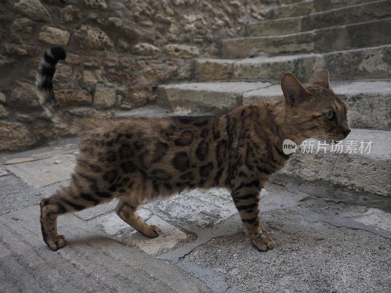 流浪猫在街上