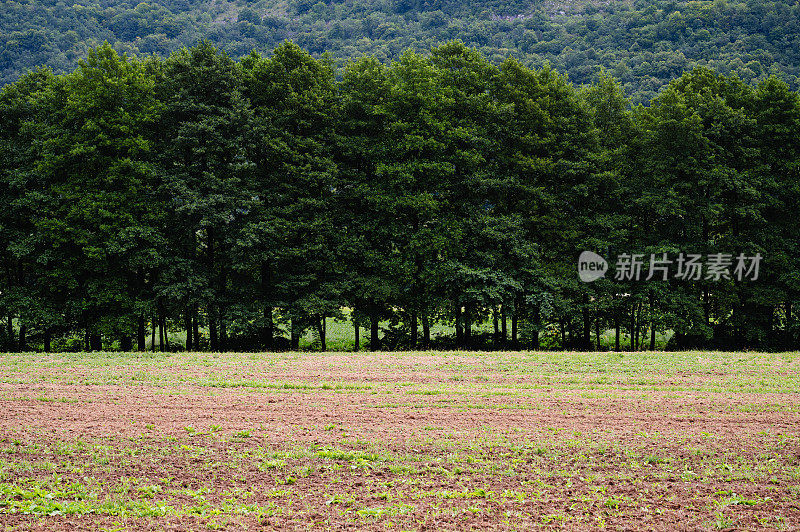 斯洛伐克草地