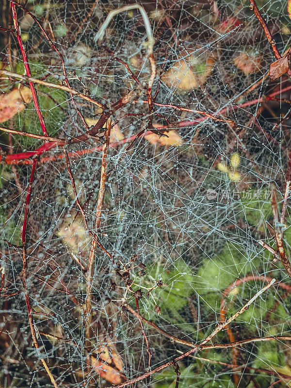 秋林中的蜘蛛网，景深浅。复古效果