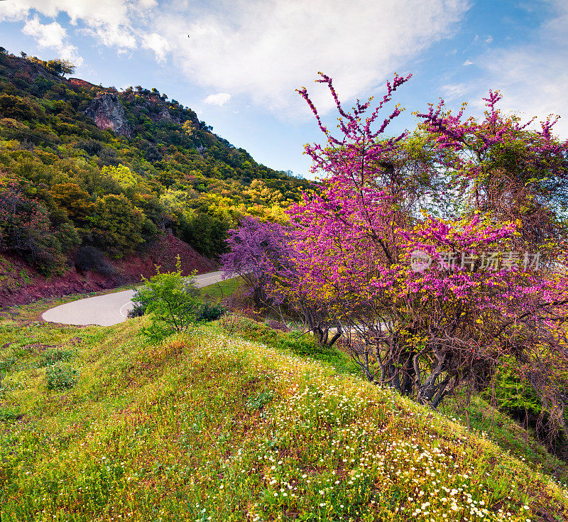 希腊山上盛开的樱桃树。春光明媚的乡村景色，卡梅纳乌尔拉的位置。自然美概念背景。艺术风格的后期处理照片。