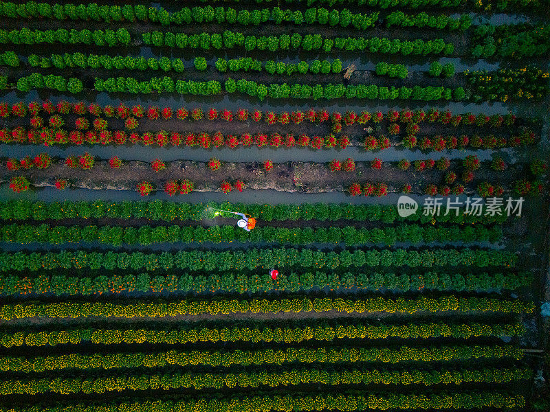 鸟瞰越南美苴的美峰花园。它在湄公河三角洲很有名，准备在春节期间把鲜花运到市场上出售