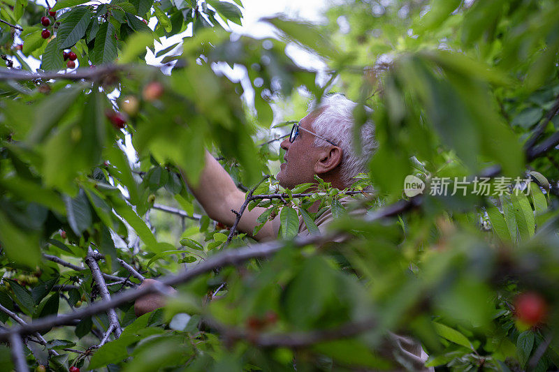 老人从果树上摘樱桃的偷拍照片