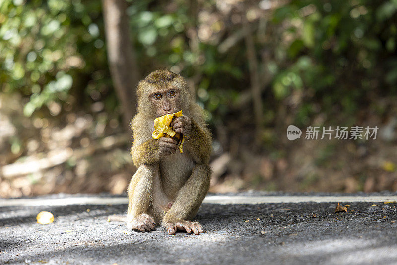 小猴子在普吉岛猴山吃香蕉