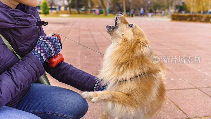 德国斯皮兹犬对着认不出来的女宠物主人狂吠