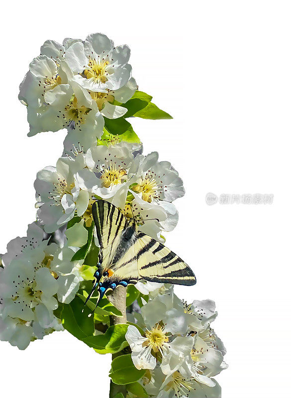 剪一张蝴蝶坐在盛开的苹果树上的照片。四月明亮的Halkidiki