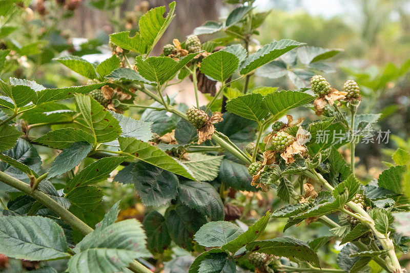 黑莓树的花正在盛开。浆果对身体有益，对皮肤有帮助。