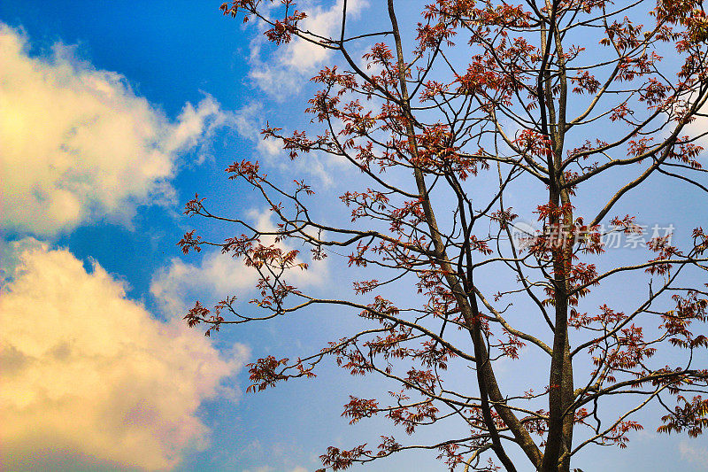 背景皇家poinciana树与晴朗的天空