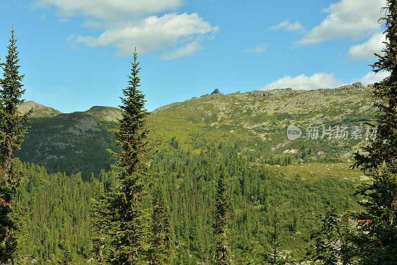 在多云的夏日天空下，透过高大的雪松树梢眺望山脉。