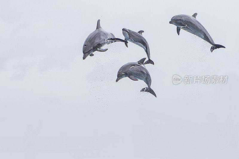 海豚,亚洲,日本,冲绳