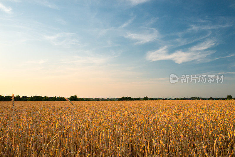 加拿大的农田:日落中的麦田