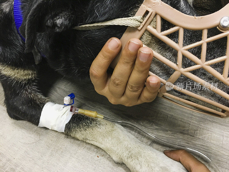 流浪狗在兽医医疗中心的治疗