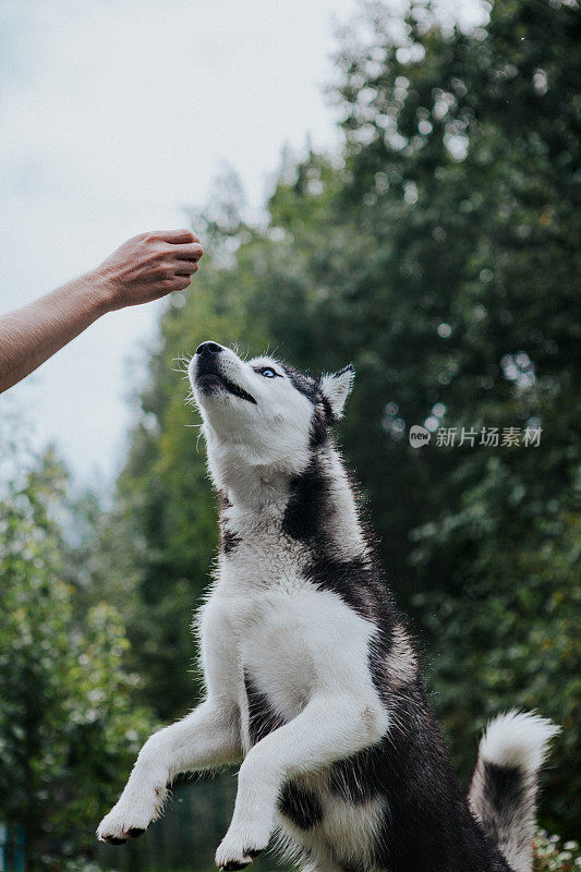 哈士奇在秋天的花园里