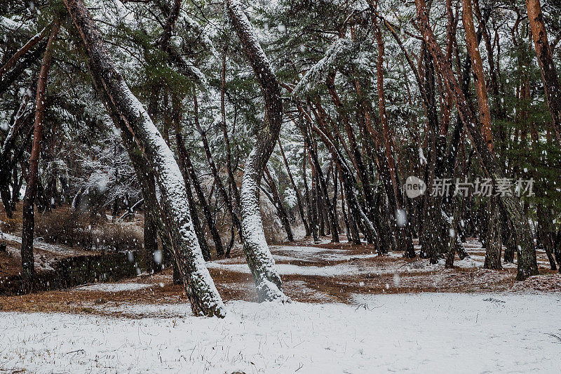 下雪了，飘落的雪